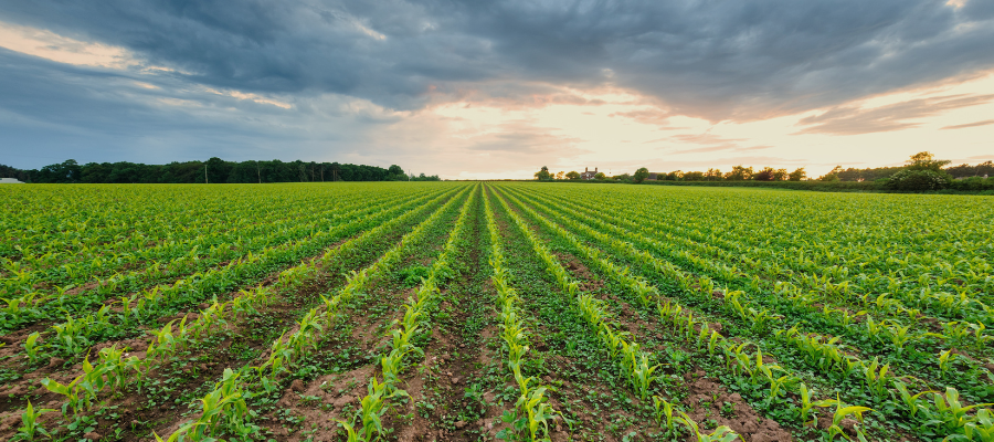 Cultivating Success: Marketing Row Crop Farmland in the Digital Age